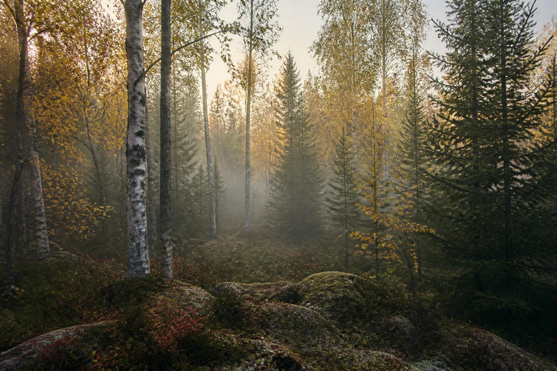 Sumuinen suomalainen syysmetsä